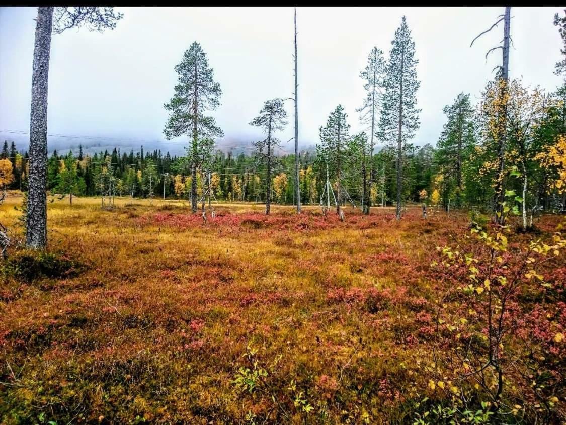 Karhuntaehti Luosto